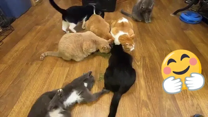 8 кошек + большая куча кошачьей мяты =